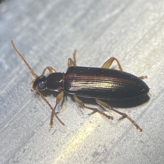 Statira