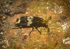 Basitropis relicta