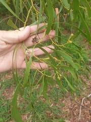Acacia salicina