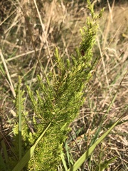 Erica lusitanica