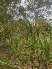Acacia salicina