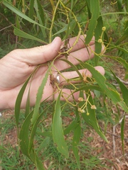 Acacia salicina