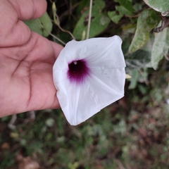 Ipomoea anisomeres
