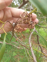 Acacia salicina