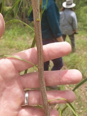 Acacia maidenii