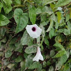 Ipomoea anisomeres