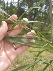 Acacia maidenii