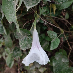 Ipomoea anisomeres