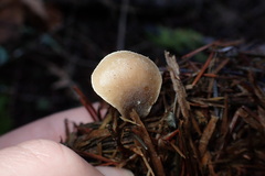 Hohenbuehelia auriscalpium