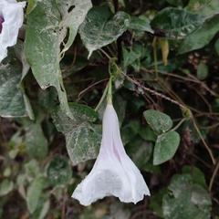 Ipomoea anisomeres