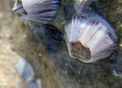 Amphibalanus amphitrite