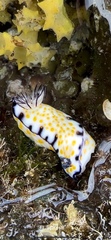 Hypselodoris imperialis