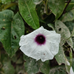 Ipomoea anisomeres
