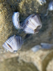 Amphibalanus amphitrite