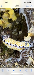 Hypselodoris imperialis