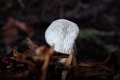 Hohenbuehelia auriscalpium