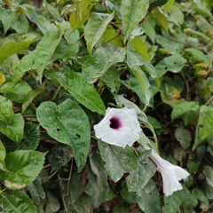 Ipomoea anisomeres