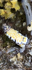Hypselodoris imperialis