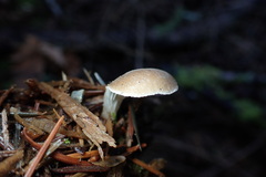 Hohenbuehelia auriscalpium