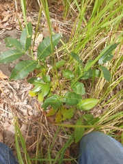 Flindersia australis