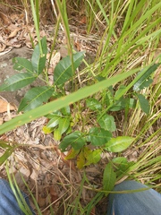 Flindersia australis