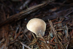 Hohenbuehelia auriscalpium