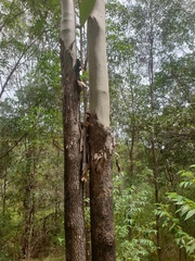 Corymbia tessellaris