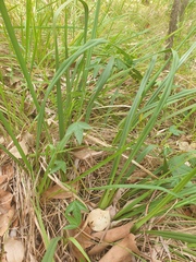 Dianella brevipedunculata