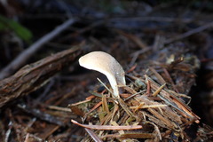 Hohenbuehelia auriscalpium