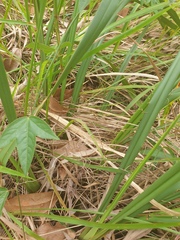 Dianella brevipedunculata