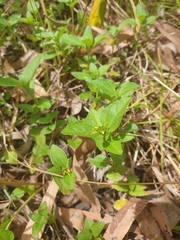 Calyptocarpus vialis