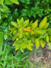 Monarthropalpus flavus