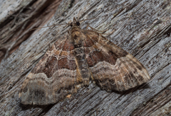 Chrysolarentia