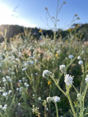 Cryptantha intermedia