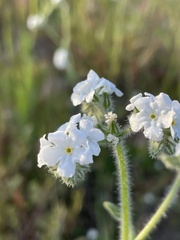 Cryptantha intermedia