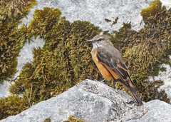 Streak-Throated Bush Tyrant photo 3
