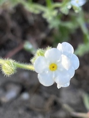 Plagiobothrys collinus