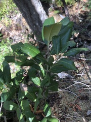 Chrysolepis sempervirens