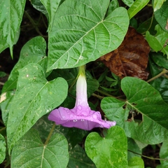 Ipomoea mitchelliae