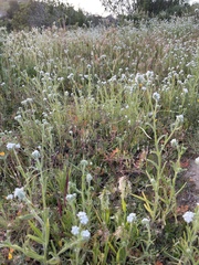 Plagiobothrys collinus