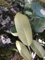 Chrysolepis sempervirens