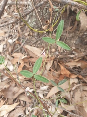 Glycine tabacina