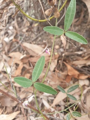 Glycine tabacina
