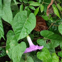 Ipomoea mitchelliae