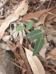 Leichhardtia coronata