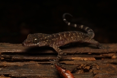 Cyrtodactylus marmoratus