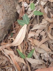 Leichhardtia coronata