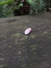 Coelostomidia