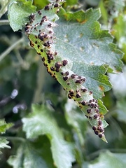 Puccinia malvacearum
