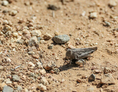 Lactista gibbosus